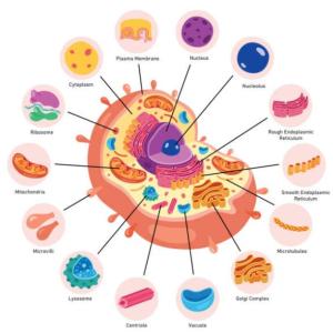 Portada del juego PARTES DE LA CÉLULA – Biología