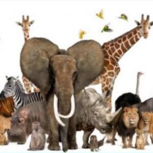 Comprueba cuánto sabes de los animales vertebrados
