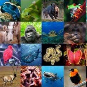 ¡¡ANIMALES POR TODOS LADOS!!