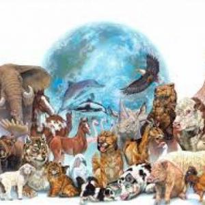 Coincidencias de 6 grupos de animales