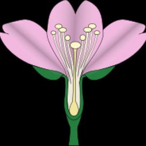 Reproducción de la flor