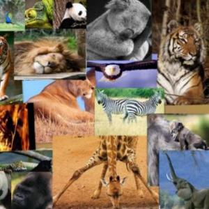 ANIMALES