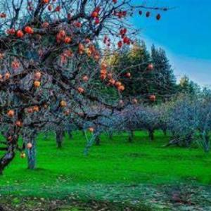 ENCUENTRA LA FRUTA CORRECTA