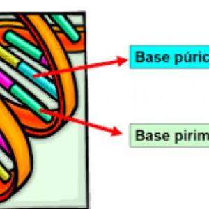 Imagen de portada del videojuego educativo: Estructura ácidos nucleicos, de la temática Biología