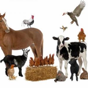 Portada del juego Memory game: Farm animals – Idiomas