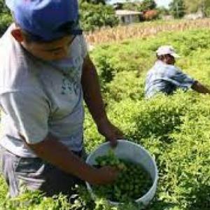 JORNALEROS AGRICOLAS