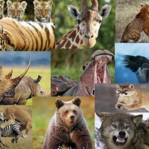 Animales salvajes