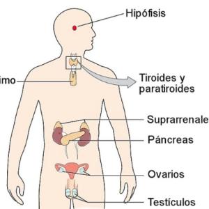 sistema endocrino trivia