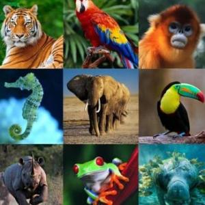 Animales