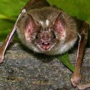 Los murciélagos hematófagos