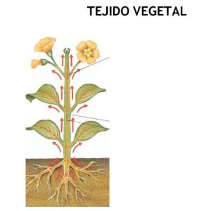 Tipos De Tejidos.