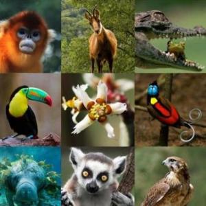 Animales