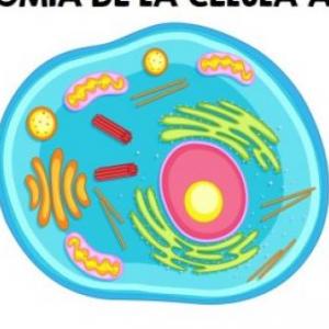 La Célula