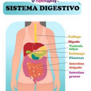 Sistema Digestivo