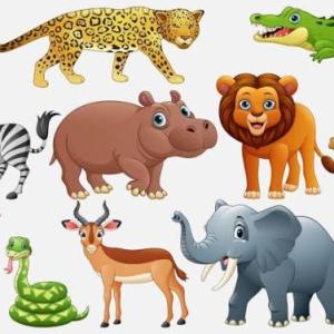 Descubre a los animales salvajes