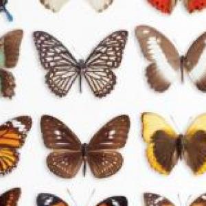 Mariposas