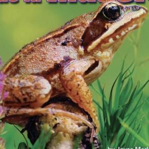 Ranas de la Madera