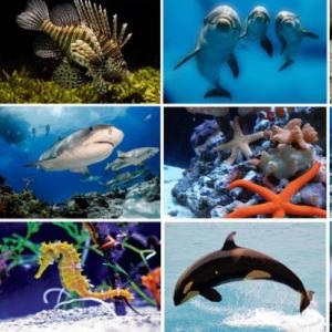 ¿CONOCES A LOS PECES?