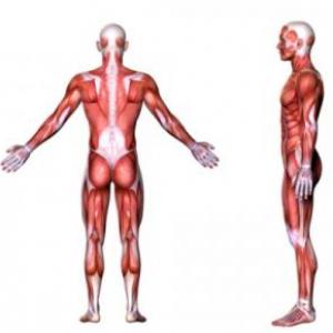 APARATO LOCOMOTOR