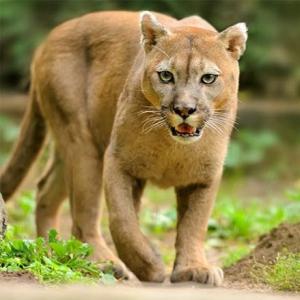 Imagen de portada del videojuego educativo: Fauna Autóctona de Mendoza., de la temática Biología