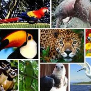 fauna de argentina