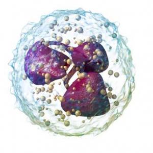 Tejido Sanguíneo y Hematopoyesis