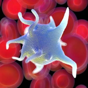 Tejido Sanguíneo y Hematopoyesis