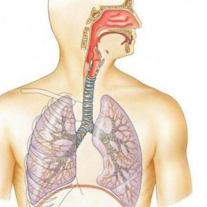 Imagen de portada del videojuego educativo: El sistema Respiratorio y sus partes, de la temática Ciencias