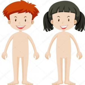 El cuerpo humano