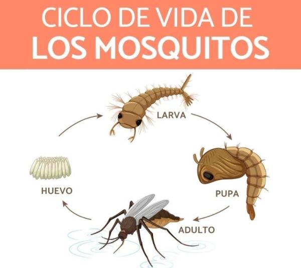 CICLO DE VIDA DE LOS MOSQUITOS