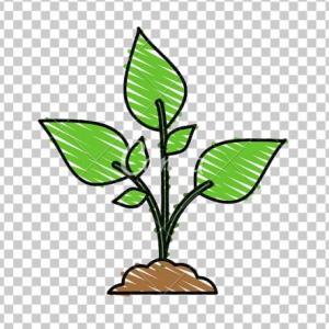 jugamos con las partes de las plantas
