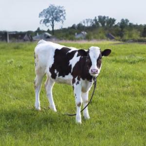 Vacas