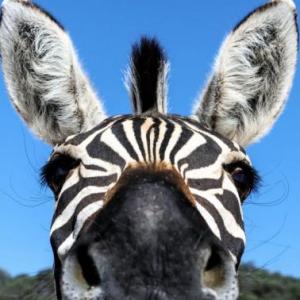 WILD ANIMALS