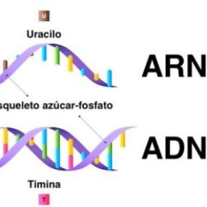 BIOLOGIA