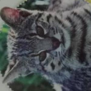Info animal