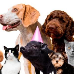 DESCUBRIENDO A LOS ANIMALES