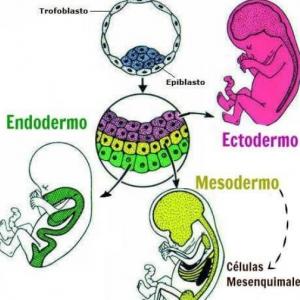 Imagen de portada del videojuego educativo: Capas Germinales, de la temática Biología