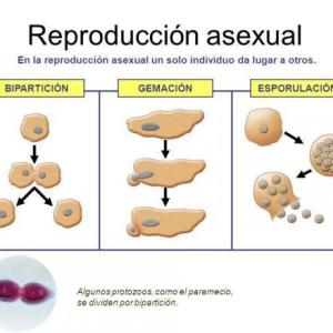 Tipos de reproducción asexual
