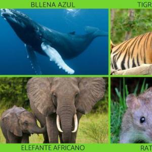Animales Mamíferos