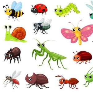 APRENDEMOS SOBRE LOS INSECTOS