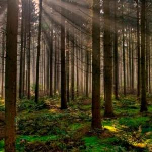 Medio Ambiente