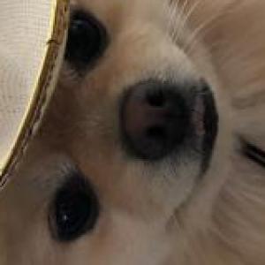 PERRITOS