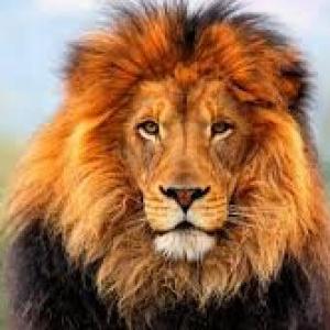 Wild animals