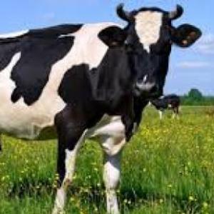 Farm animals