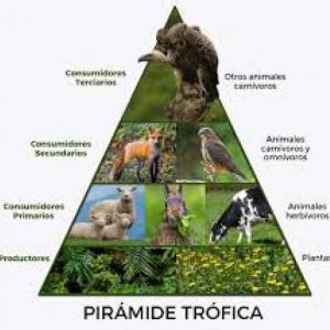 piramide trofica
