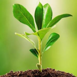Parts of a plant