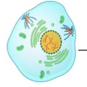 La mitosis y la célula