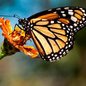 ANIMALES SORPRENDENTES (mariposa monarca )
