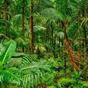 JUNGLE ANIMALS