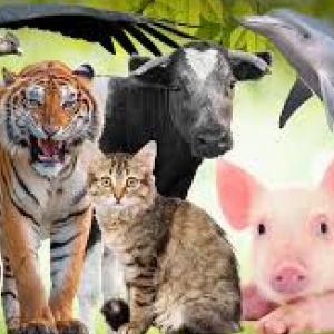 Animales